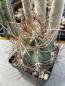 Preview: Astrophytum capricorne aureum